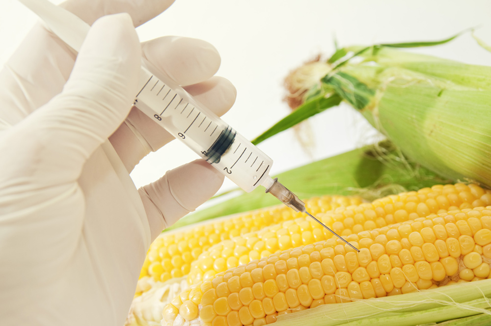 Mais OGM: scandalo italiano