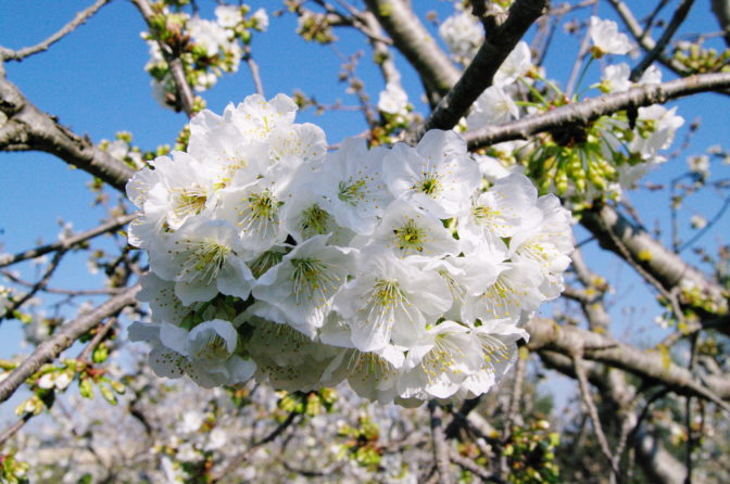 Ciliegi in fiore