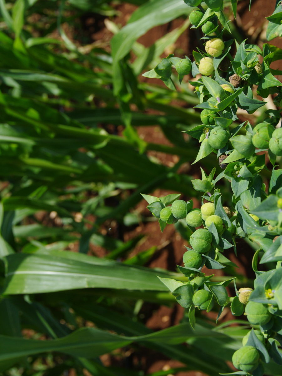 Erba Euphorbia Lathyris, detta “antitalpa