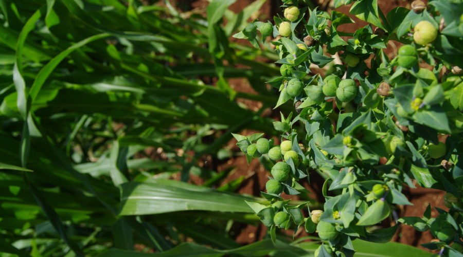 Erba Euphorbia Lathyris, detta “antitalpa