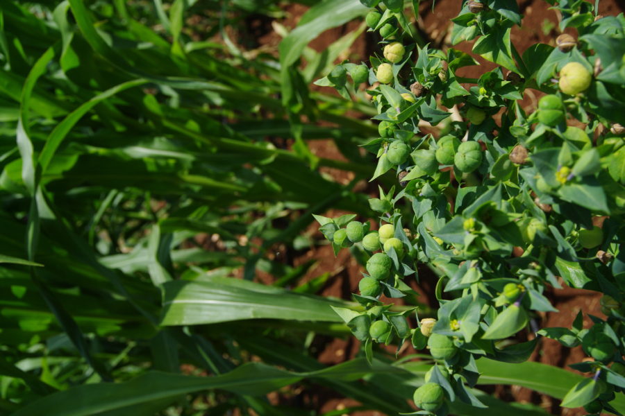 Erba Euphorbia Lathyris, detta “antitalpa