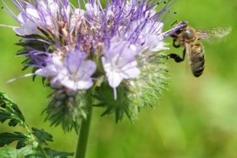 Sono diventati 14 i Comuni veneti che seminano facelia per aiutare le api e gli insetti impollinatori a vivere