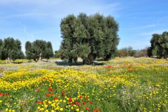 ulivi-puglia2