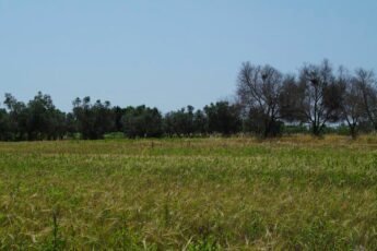 ulivi-xylella-puglia