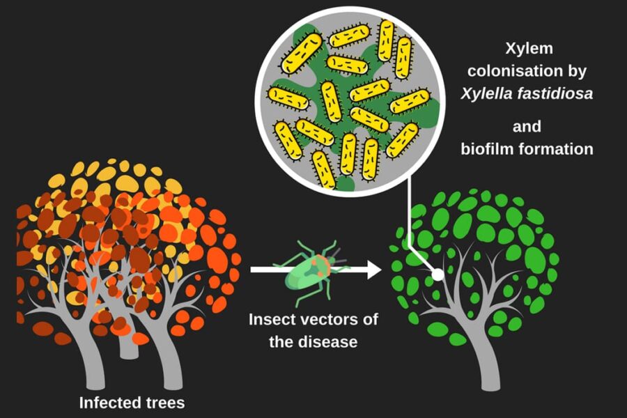 Xylella fastidiosa: cos’è?
