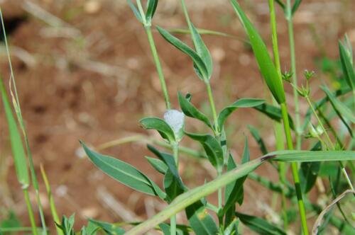Sputacchina su silene vulgaris (culicello)
